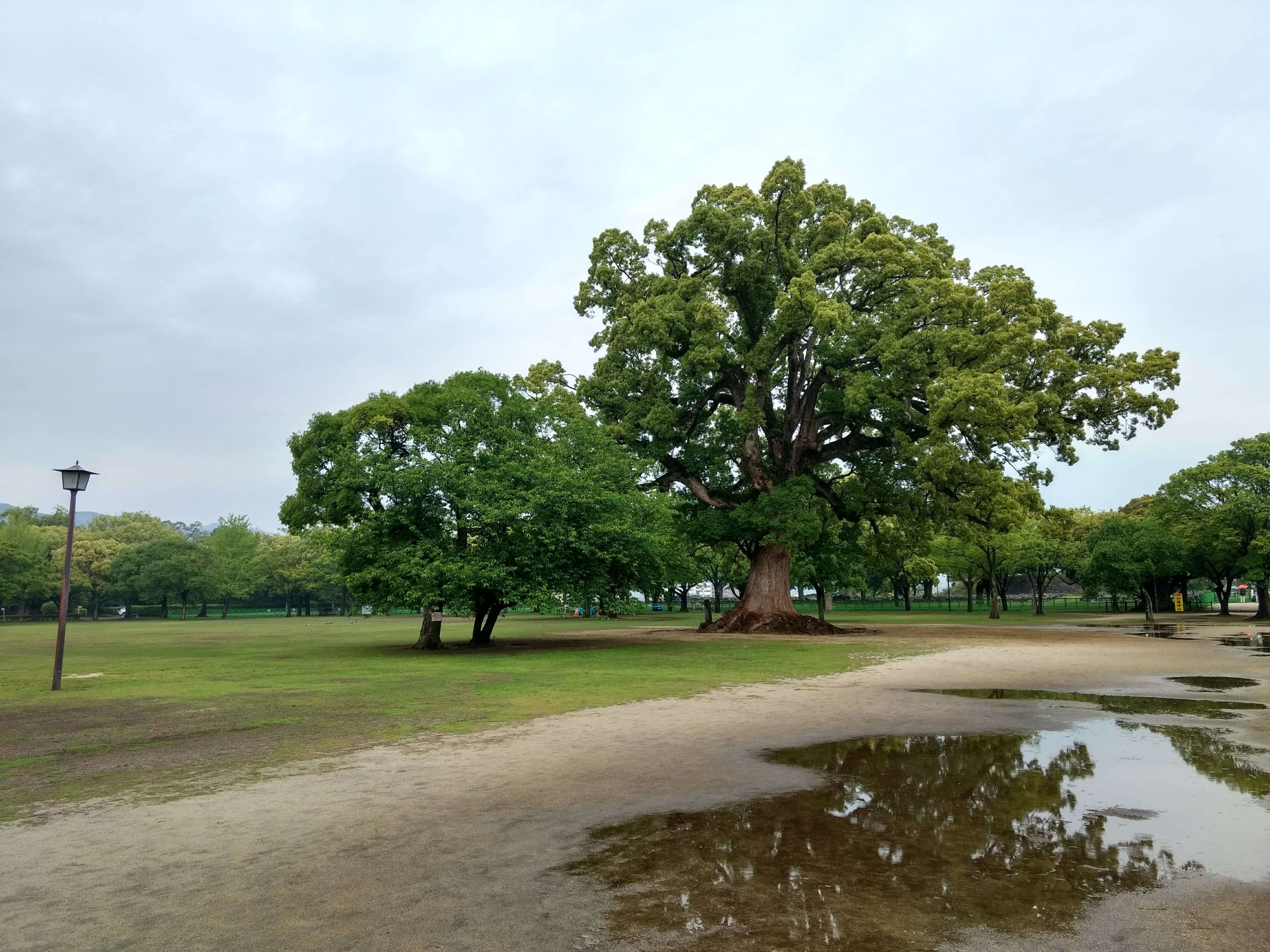 tree bad position