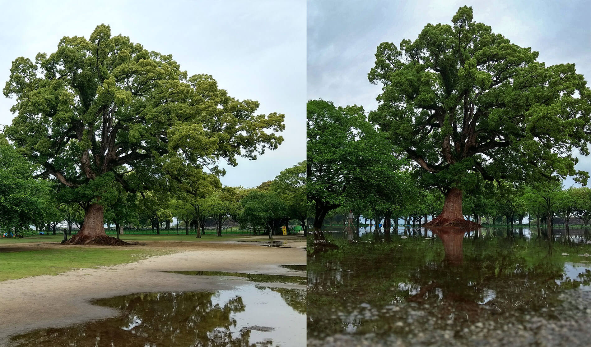 Komamoto Tree