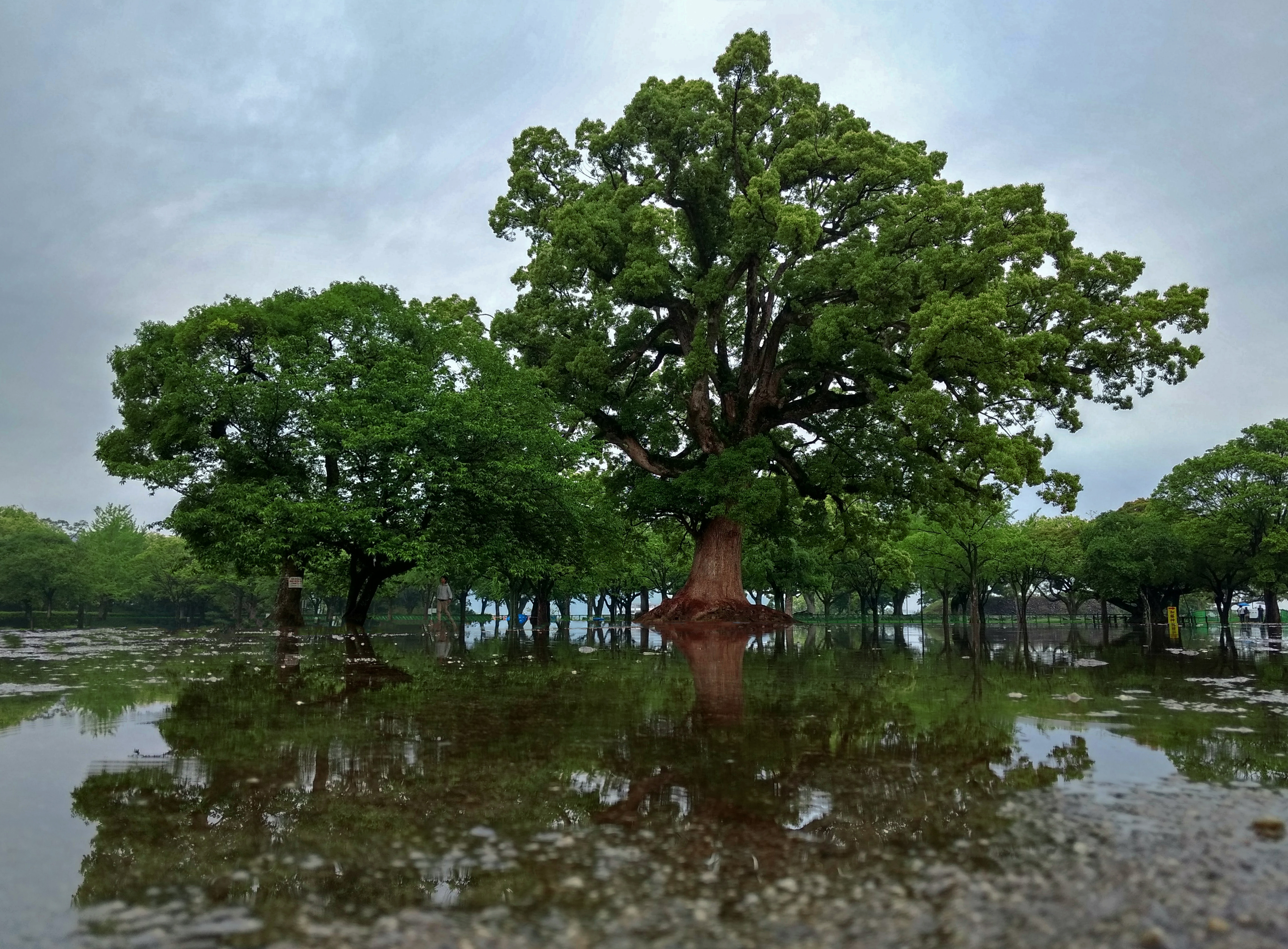 tree good position